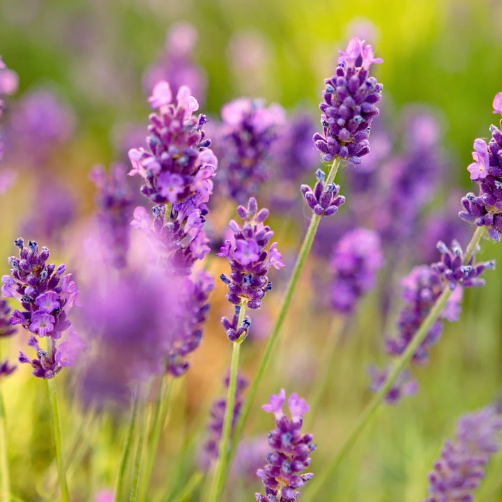 Lavendel Nellike Blomsterfrø til Plantning - 100 stk