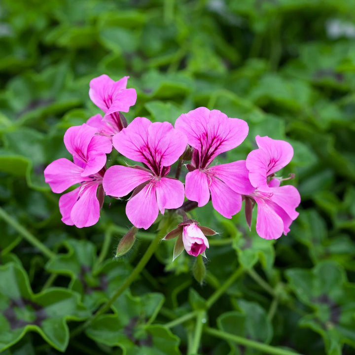 Ivy Geranium Blomsterfrø til udplantning - 100 stk