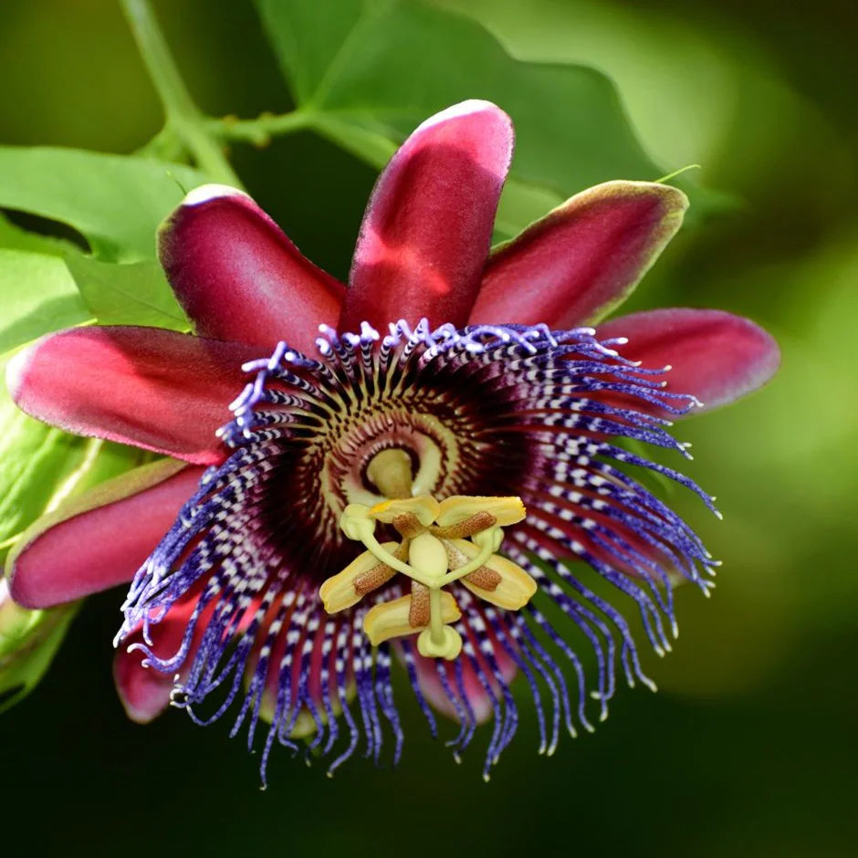 Passiflora Alata Flower Seeds for Planting, 100 pcs