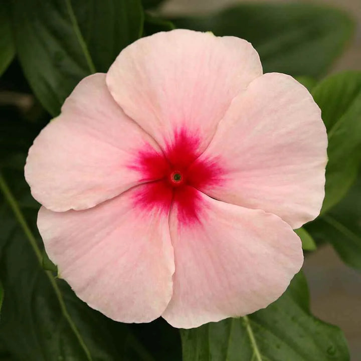 Lyserød Vinca Periwinkle Blomsterfrø til udplantning - 100 stk