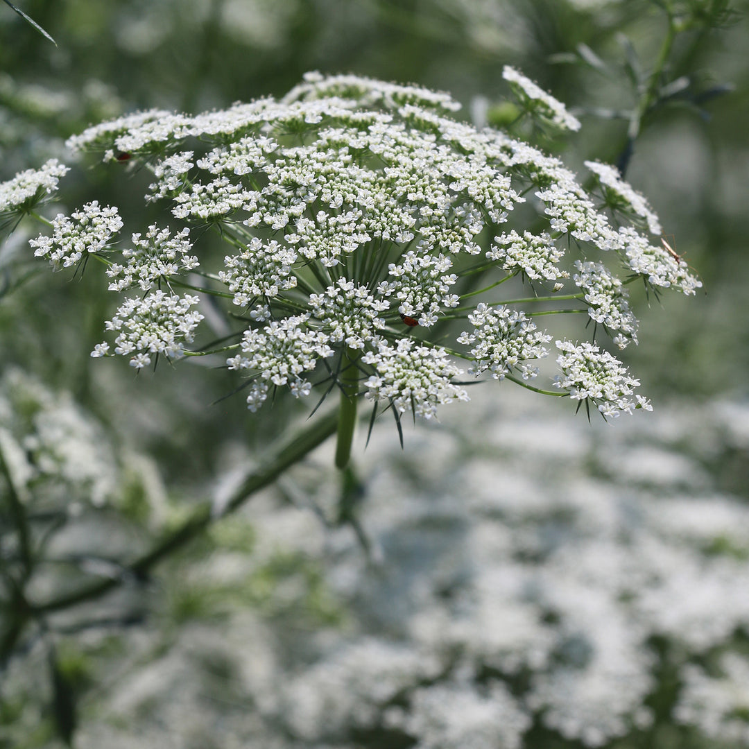 Ammi Flower Seeds for Planting 100 pcs