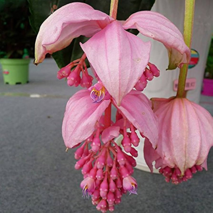 Heirloom Medinilla Flower Seeds, Non-GMO Tropical Pink Blooms for Exotic Garden Planting