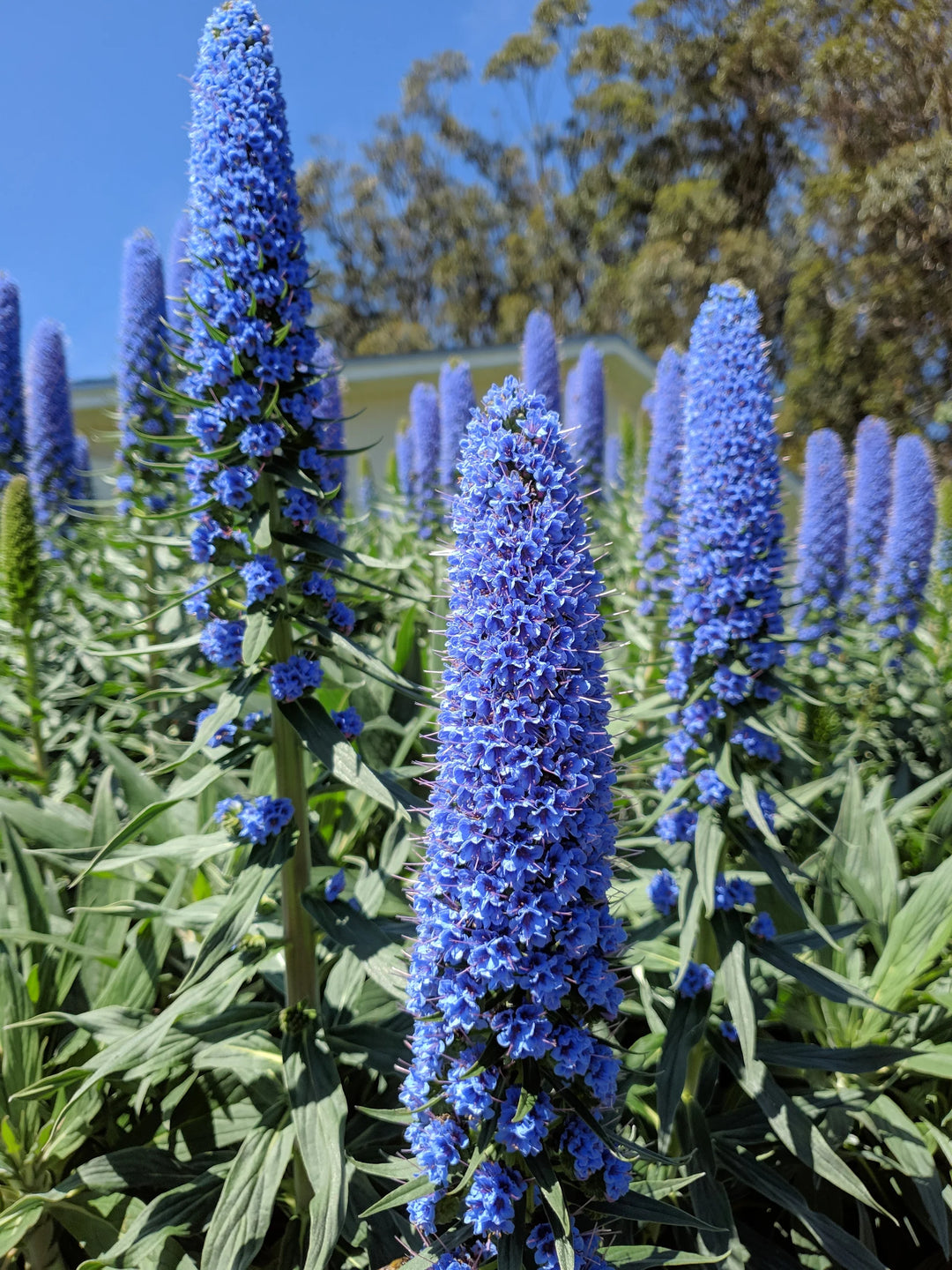 Blå Fastuosum blomsterfrø til plantning - 100 stk