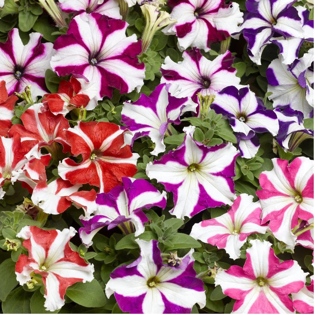 pelleted flower seeds Mixed Pelleted Petunia Flower Seeds for Planting