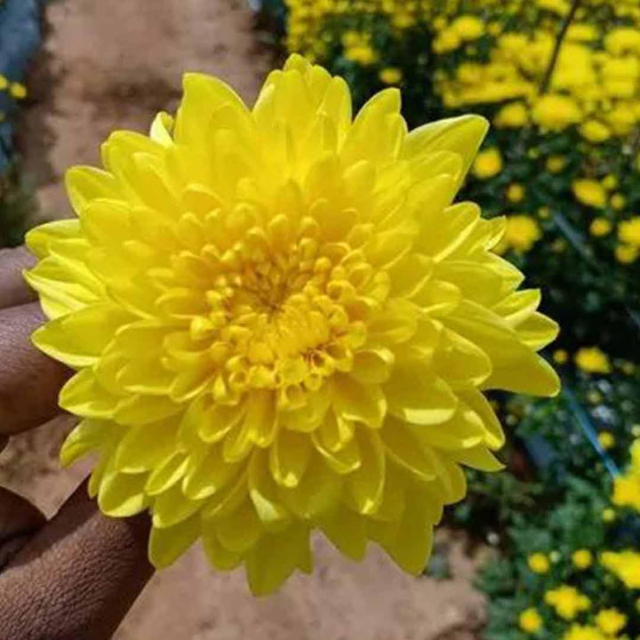 Gule Krysantemum Blomsterfrø til Plantning Efterårsblomster 100 stk