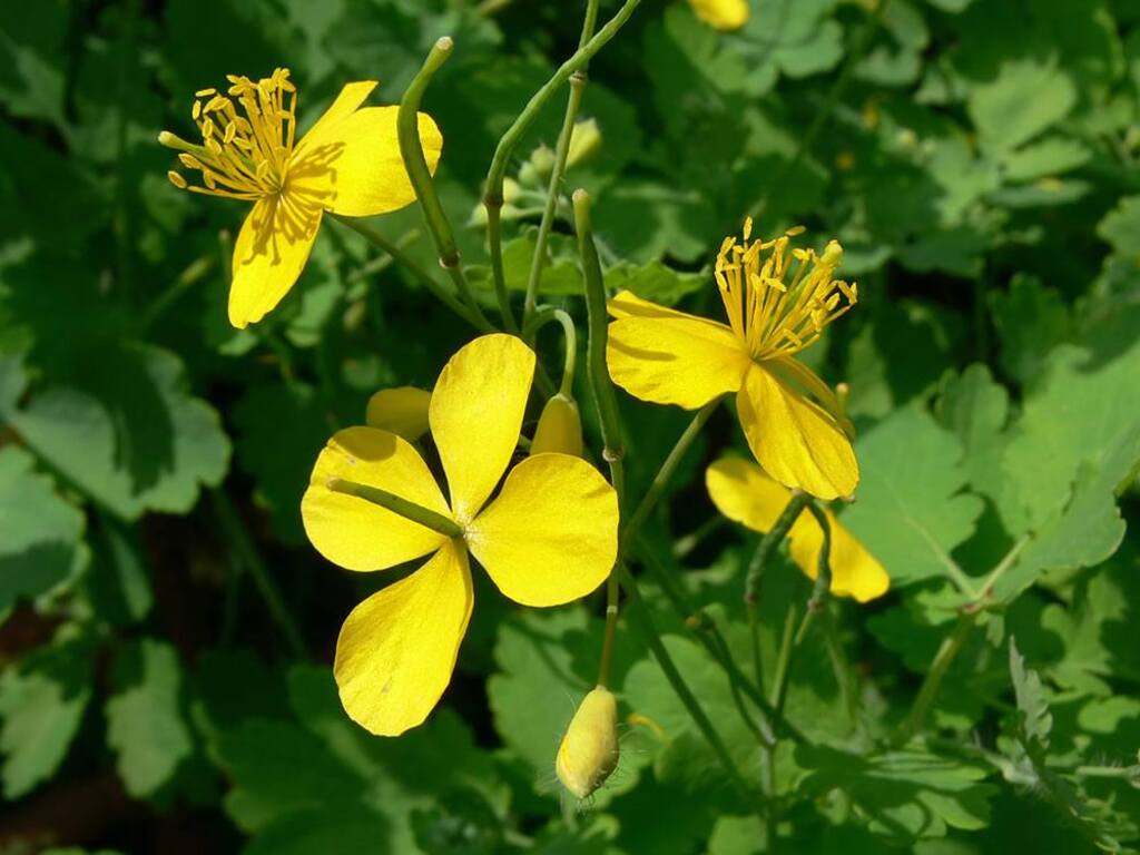 Heirloom Non-GMO Celidonia Flower Seeds for Wild Medicinal and Shade Garden Planting