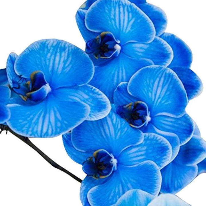 Organic Sky Blue Butterfly Orchid Flower Seeds – Heirloom, Non-GMO Seeds for Planting | High Germination Organic Garden Seeds