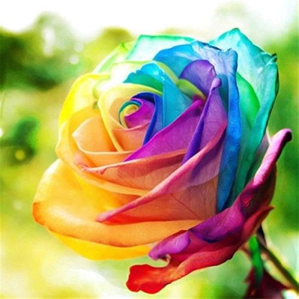 Sjælden Holland Rainbow Rose Blomsterfrø til udplantning - 100 stk