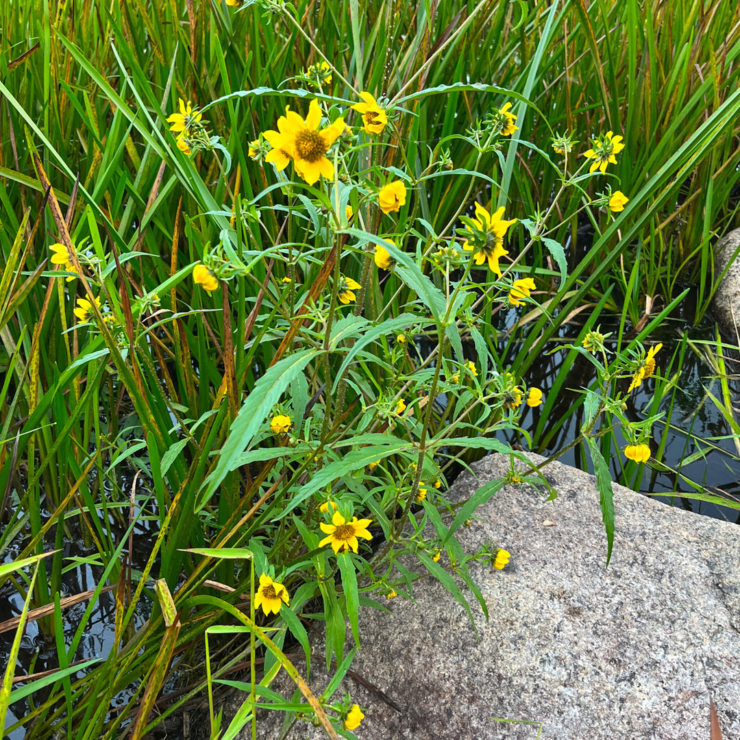 Gul Bur Marigold Blomsterfrø til udplantning - 100 stk