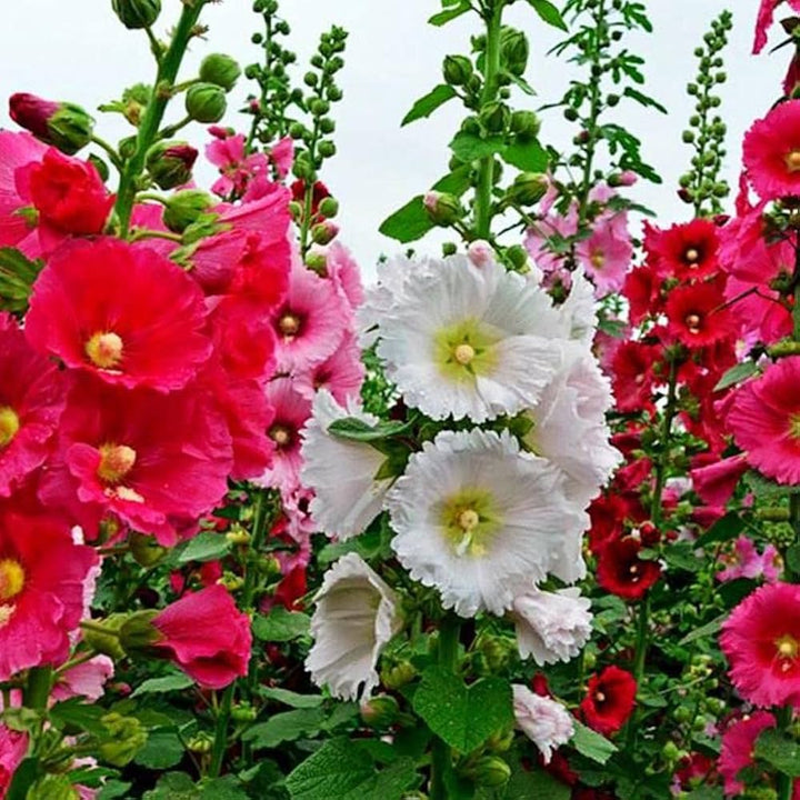 Heirloom Non-GMO Mixed Alcea Flower Seeds for Garden Planting – Vibrant Hollyhock Variety