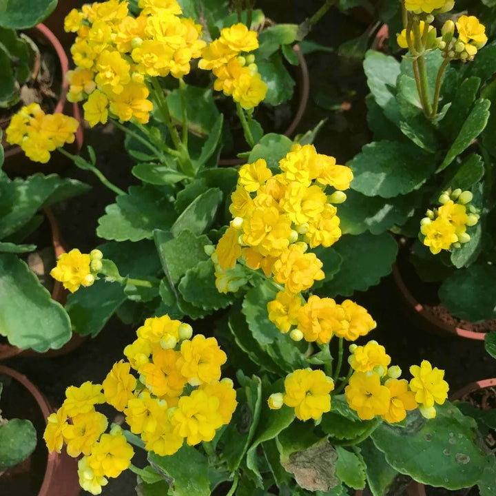 Yellow Kalanchoe Flower Seeds for Planting - 100 pcs