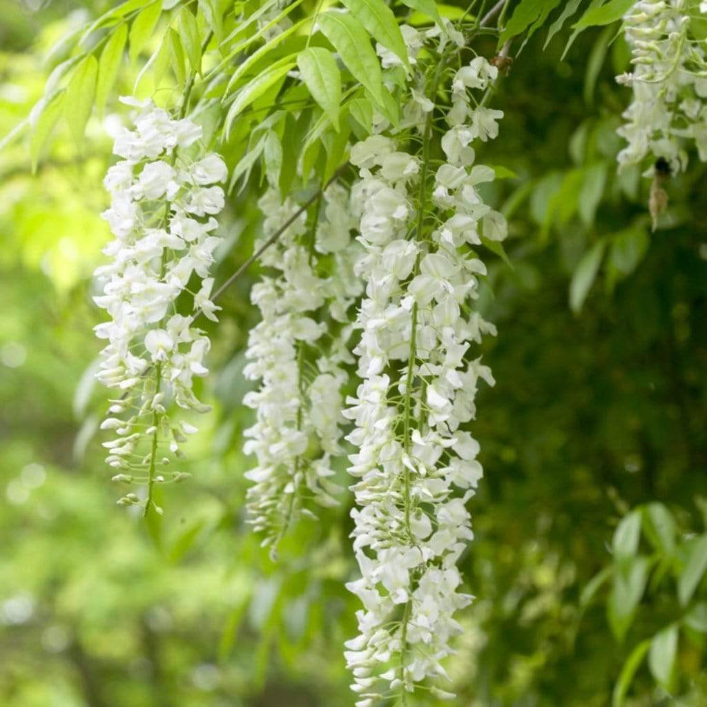 Hvide Wisteria frø til plantning - 100 stk