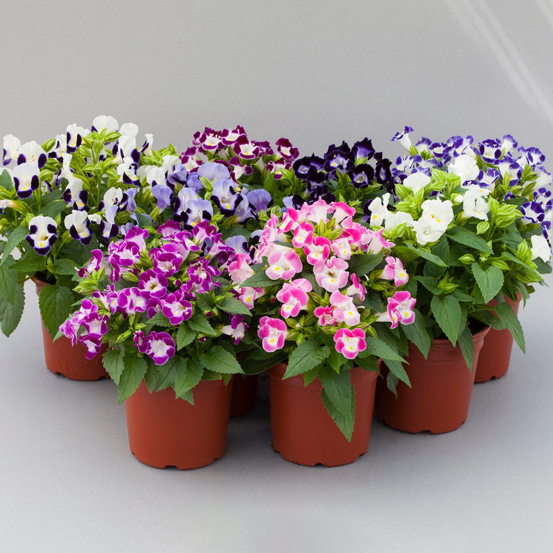 Mix Fournieri Flower Seeds for Planting - 100 pcs