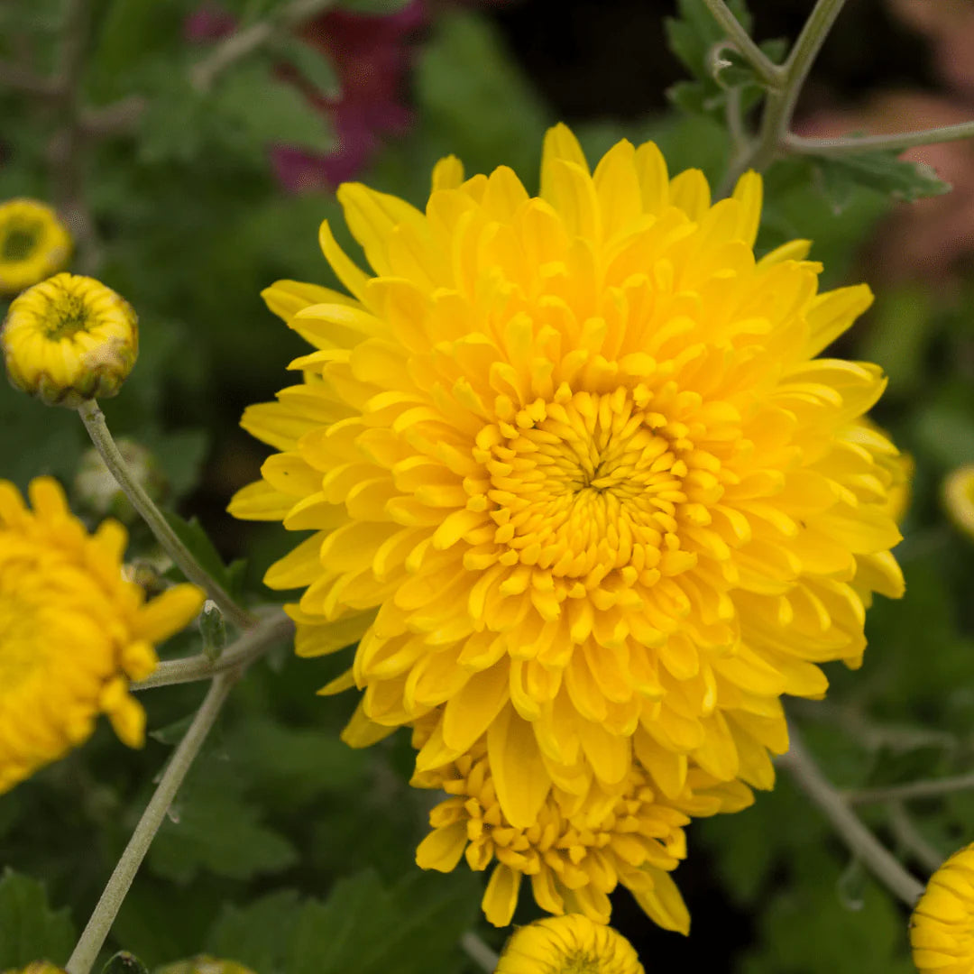 Gule krysantemum blomsterfrø til plantning Efterårsskønhed 100 stk