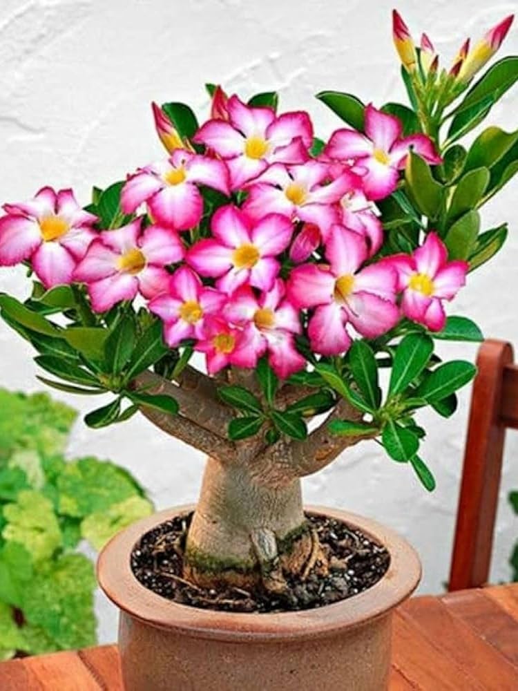 Organic Mixed Adenium Obesum Flower Seeds for Planting – Heirloom, Non-GMO