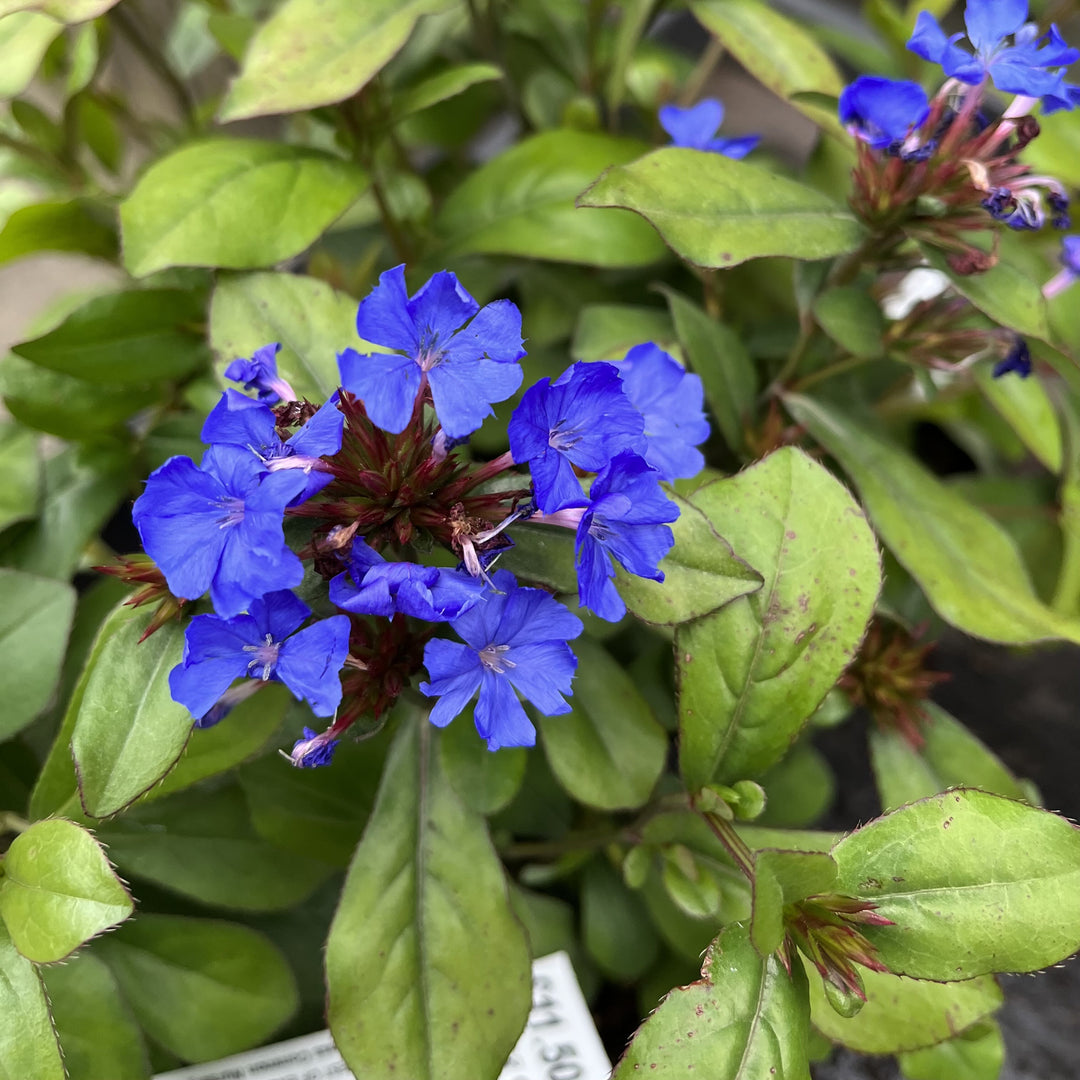 Ceratostigma Plumbaginoides Flower Seeds – Non-GMO, Heirloom Seeds for Garden Planting