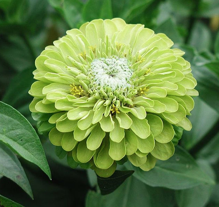 Green Zinnia Elegans Flower Seeds for Planting - 100 pcs