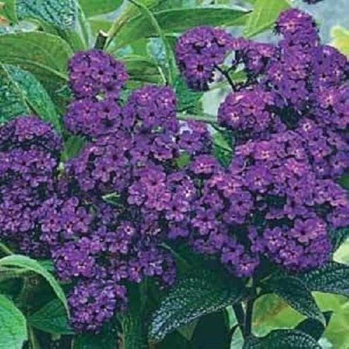 Heliotrope blomsterfrø til plantning - 100 stk