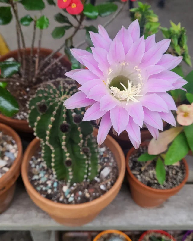 Heirloom Non-GMO Pink Echinopsis Tubiflora Flower Seeds for Garden Planting – Rare Cactus Blooms