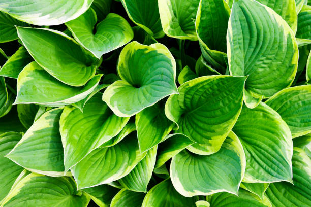 Green Hosta Plant Seeds for Planting, 100 pcs