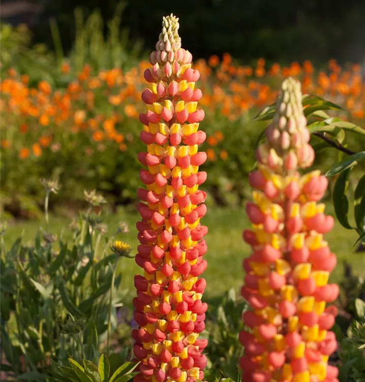 Orange Lupine Flower Seeds for Tall Spikes and Pollinator Garden Planting - Heirloom & Non-GMO Garden Seeds
