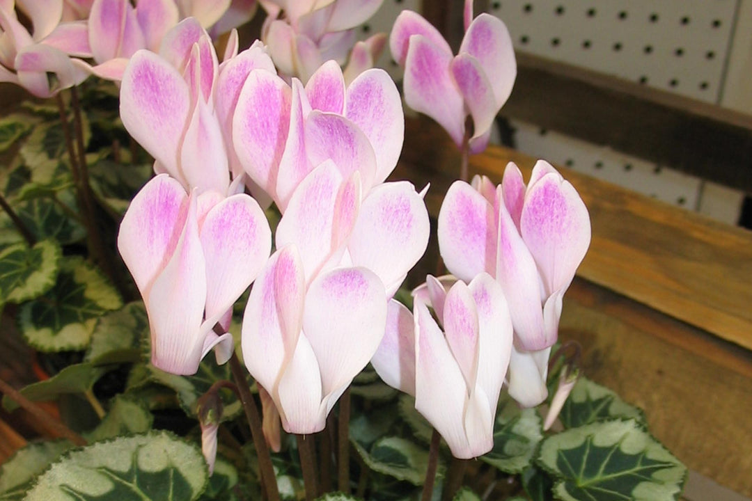 Lyserøde Cyclamen blomsterfrø til udplantning, 100 stk