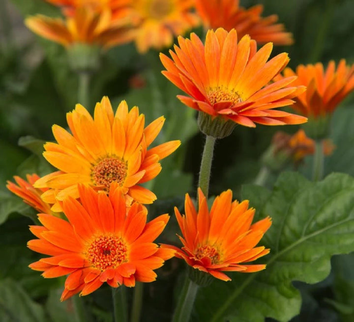 Orange Marguerite Flower Seeds for Planting - 100 pcs