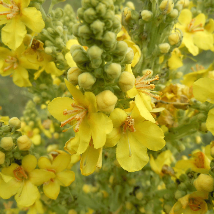 Gule uldne mullein plantefrø til plantning - 100 stk