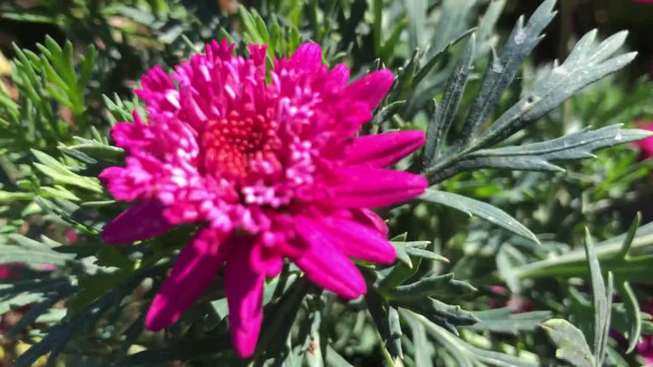 Heirloom Pink Argyranthemum Flower Seeds for Planting - Ideal for Home Garden