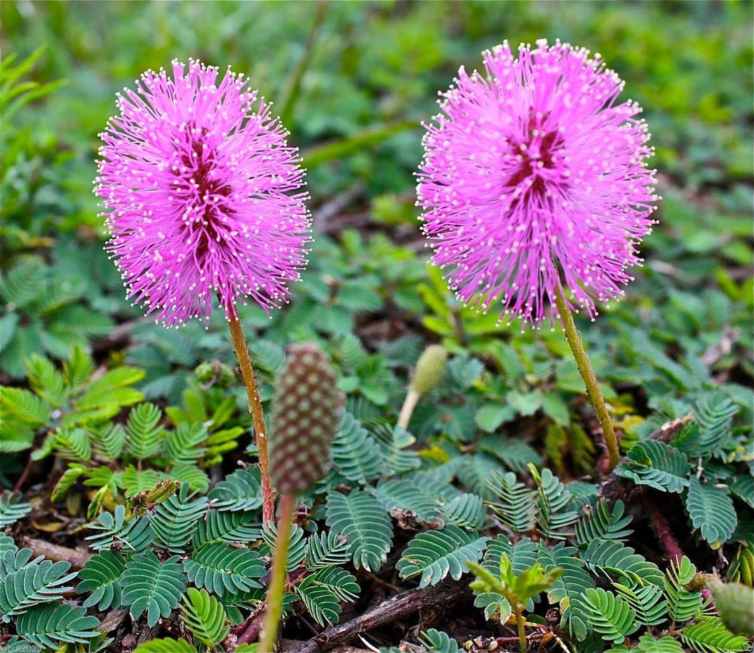 planting sensitive plant seeds Heirloom Non-GMO Purple Mimosa Pudica Flower Seeds for Sensitive Touch – Neeraseeds