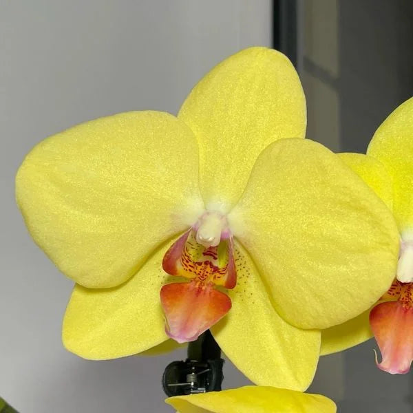 Phalaenopsis Orkidé Plantefrø Gule til udplantning 100 stk