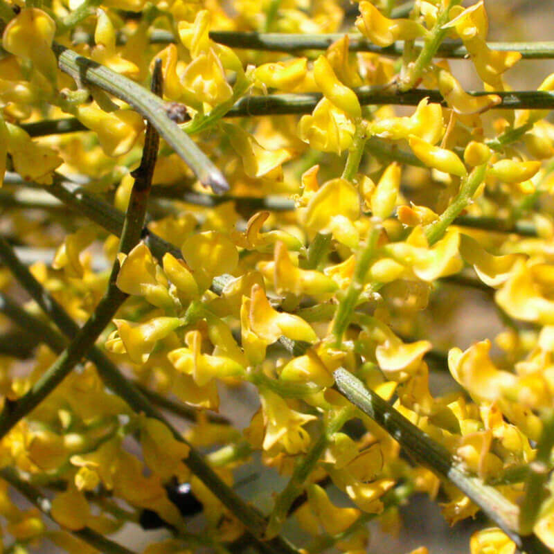 Retama Sphaerocarpa Flower Seeds – Heirloom Non-GMO Yellow Broom Blooms for Drought-Tolerant Garden Planting