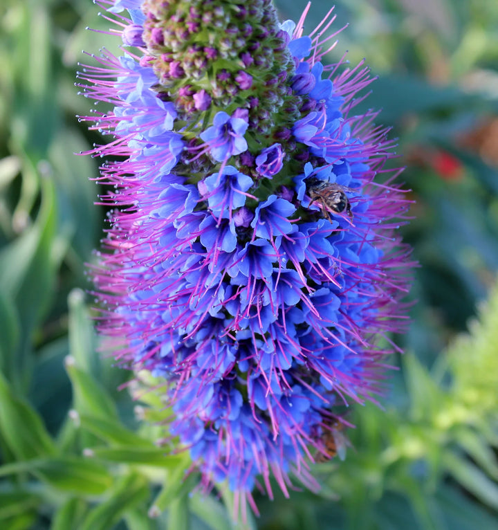 Purple Madeira Flower Seeds – Heirloom Non-GMO Ornamental Seeds for Vibrant Garden Color