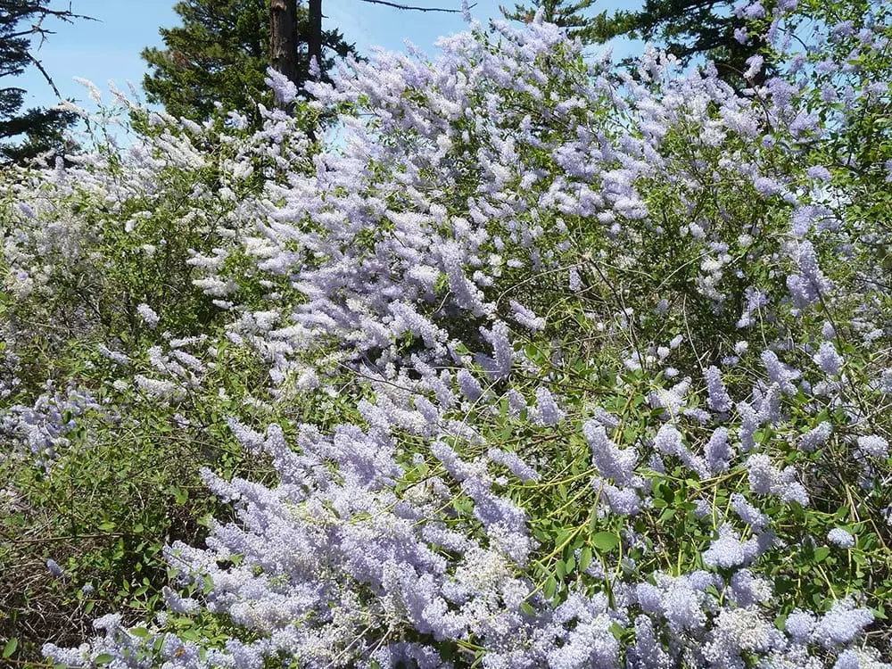 Integerrimus Blomsterfrø til udplantning, 100 stk