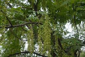 Pterocarya Stenoptera Plantefrø til udplantning - 100 stk