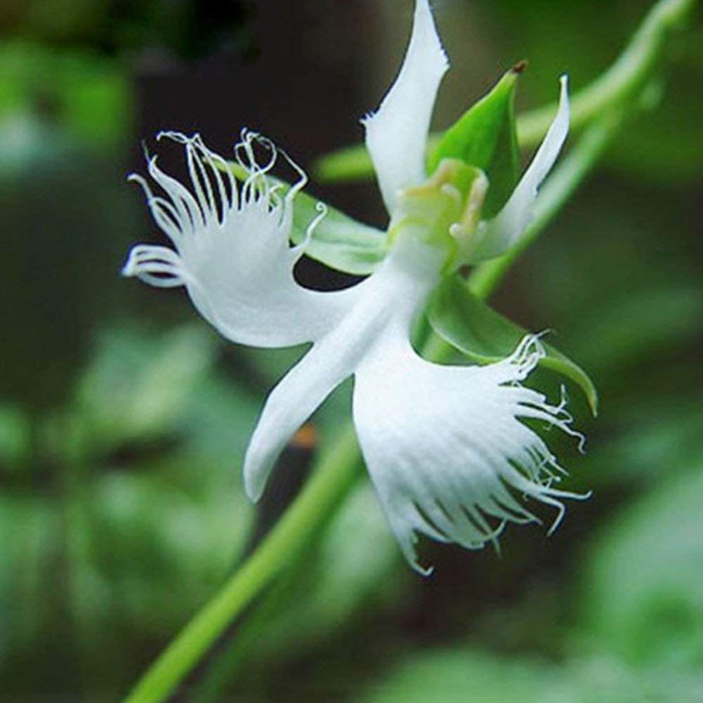 Radiata White Flower Seeds for Planting – Organic, Heirloom, Non-GMO Seeds