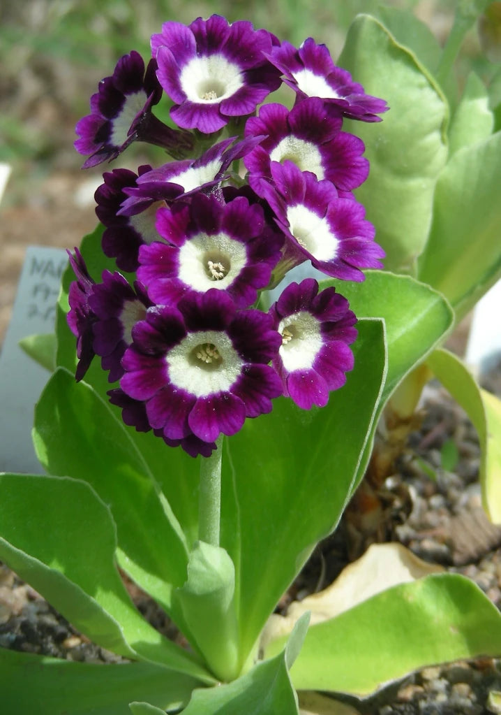 Mørk lilla Primrose Blomsterfrø til udplantning - 100 stk