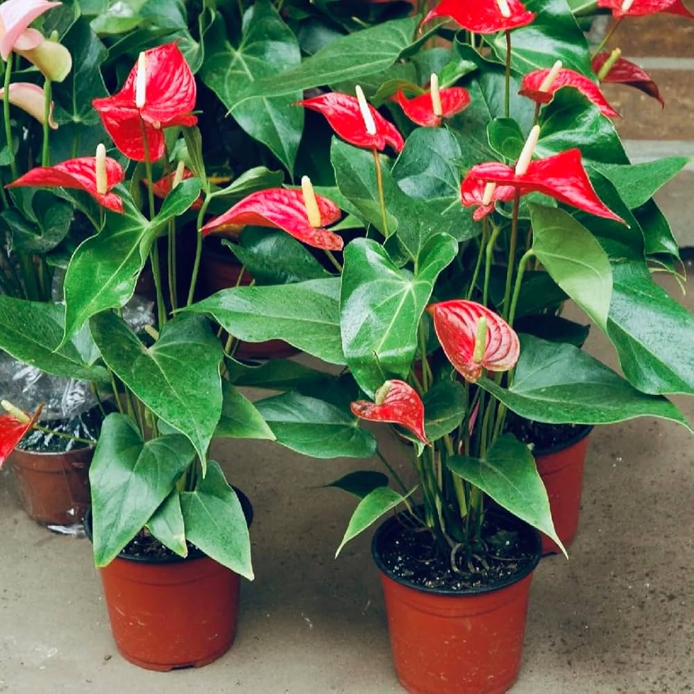 by colour anthurium Multi-Colour Anthurium Flower Seeds for Planting Tropical