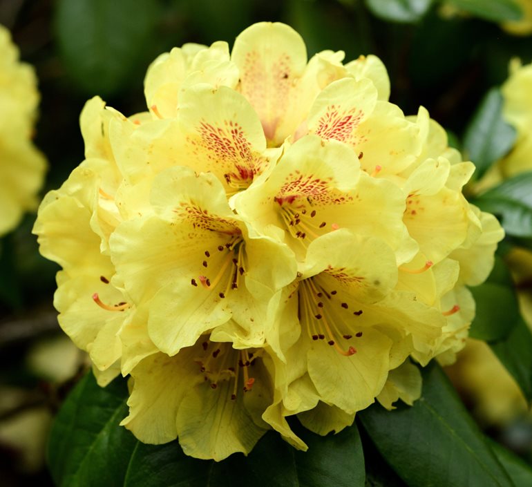 Gule Rhododendron blomsterfrø til udplantning - 100 stk