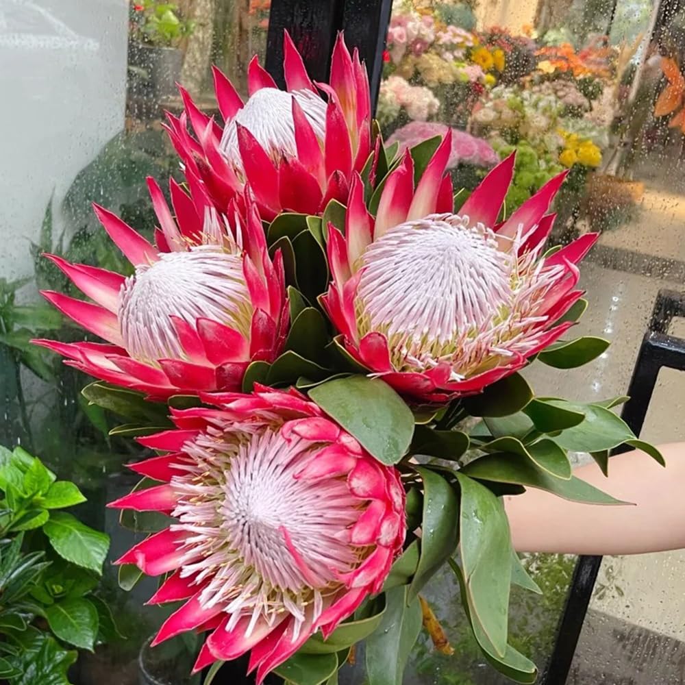 Heirloom Non-GMO Cynaroides Flower Seeds for Bold Garden Displays and Outdoor Planting