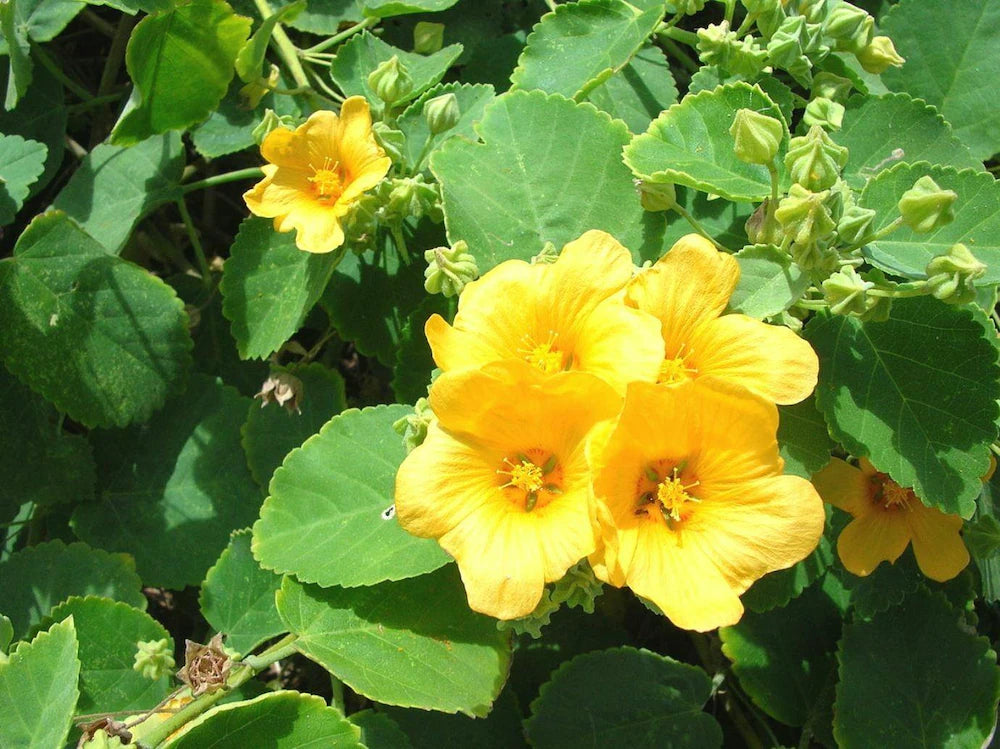 Cordifolia Flower Seeds for Planting - 100 pcs