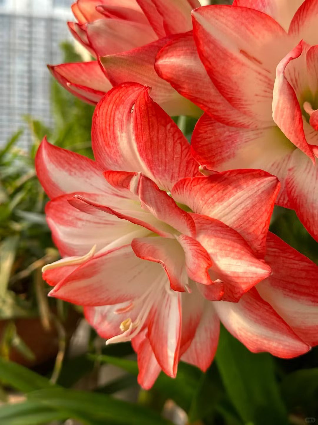 Heirloom Non-GMO Red White Hippeastrum Rutilum Flower Seeds for Indoor Planting