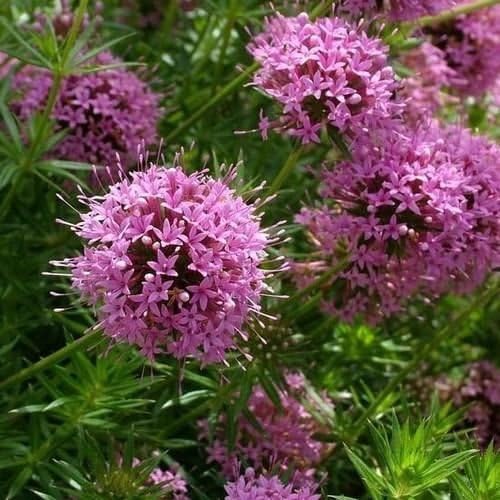 Organic Pink Crossworts Flower Seeds for Planting – Heirloom, Non-GMO