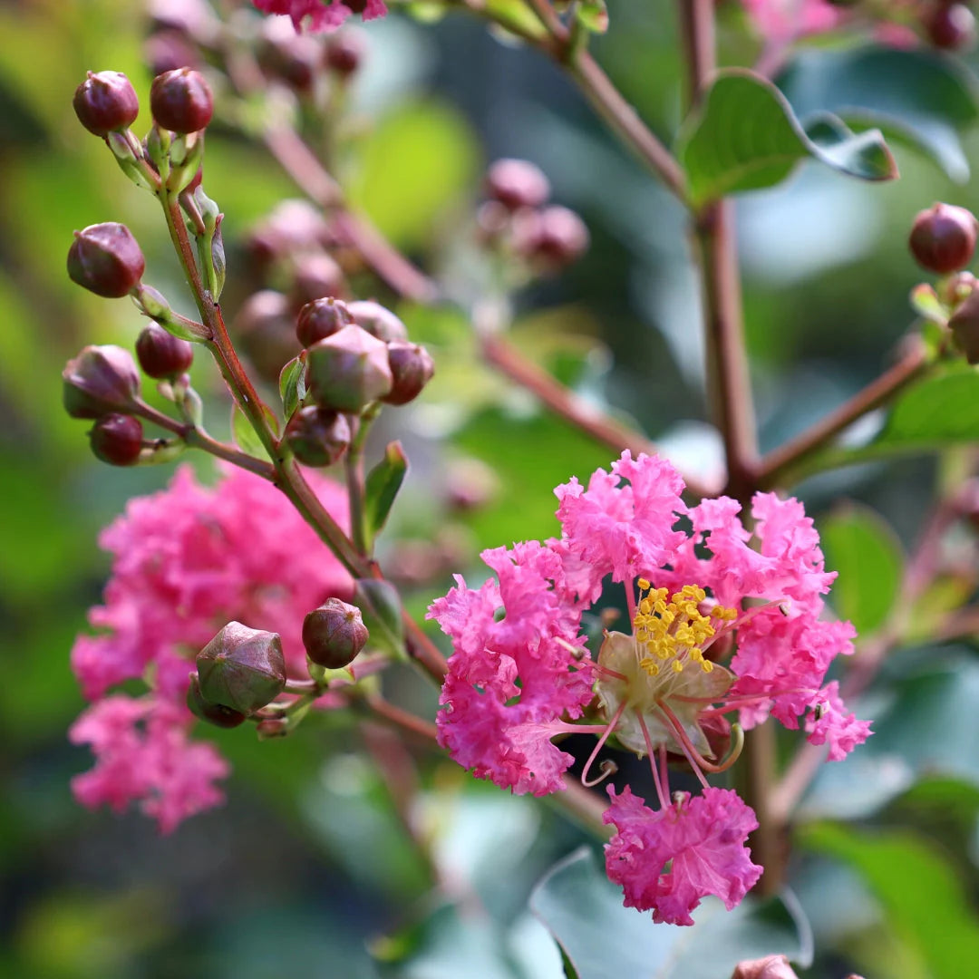 Pink Crape Myrtle Frø til udplantning - 100 stk