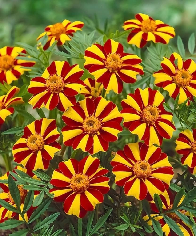 Heirloom Marigold Mr. Majestic Flower Seeds, Non-GMO Striped Blooms for Vibrant Garden Planting