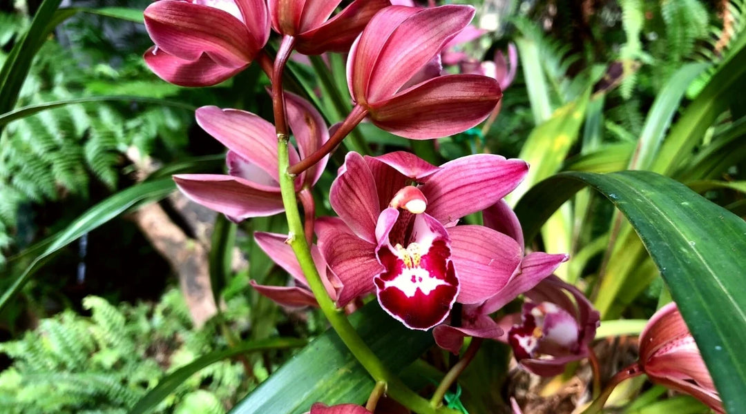 Heirloom Non-GMO Burgundy Cymbidium Orchid Flower Seeds for Garden Planting