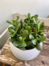 Crassula Plant Seeds for Planting, 100 pcs