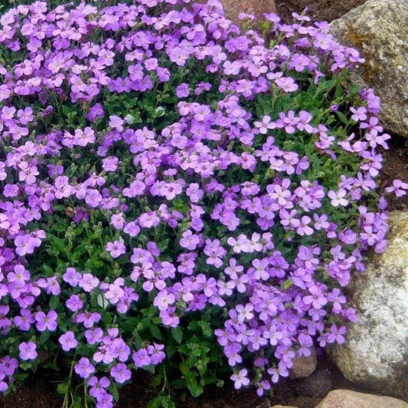 Aubrieta blomsterfrø til plantning, bunddækkende skønhed, 100 stk