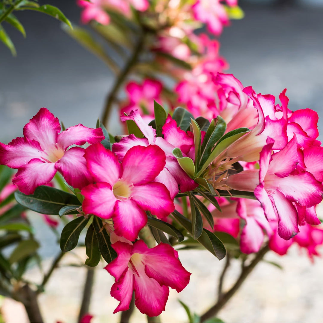 obesum mixed flower seeds