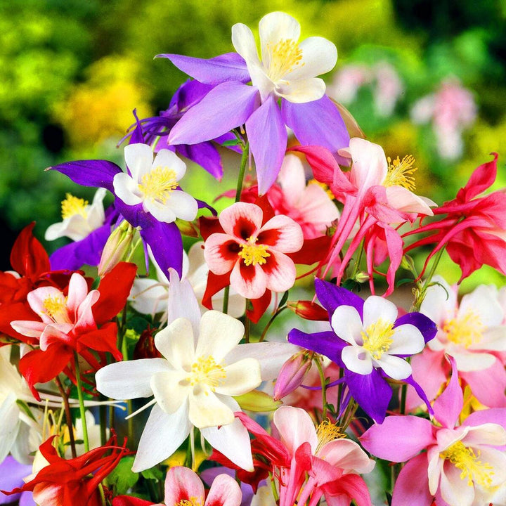 Mixed Columbine Flower Seeds – Heirloom Non-GMO Perennial Blooms for Cottage Garden Planting